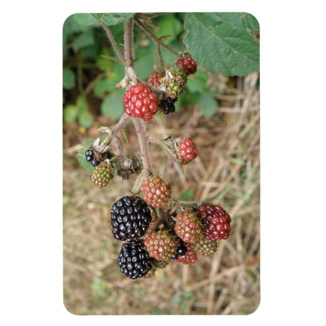 Blackberry Bonanza Premium Magnet (Vertical)