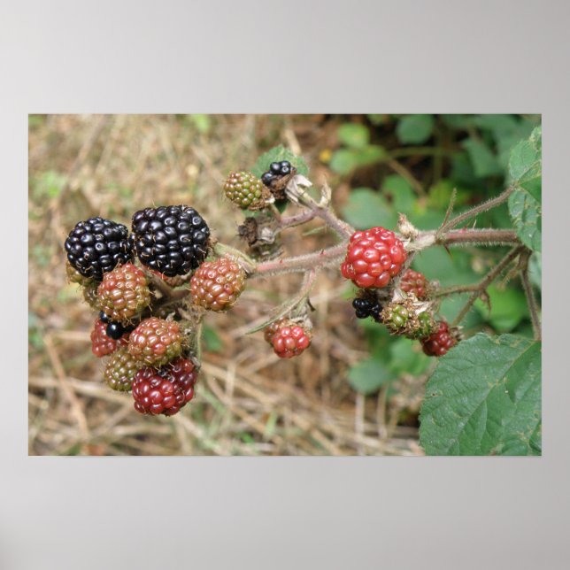 Blackberry Bonanza Print (Front)