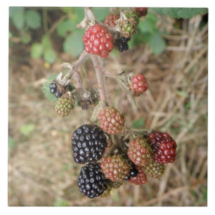 Blackberry Bonanza Tile