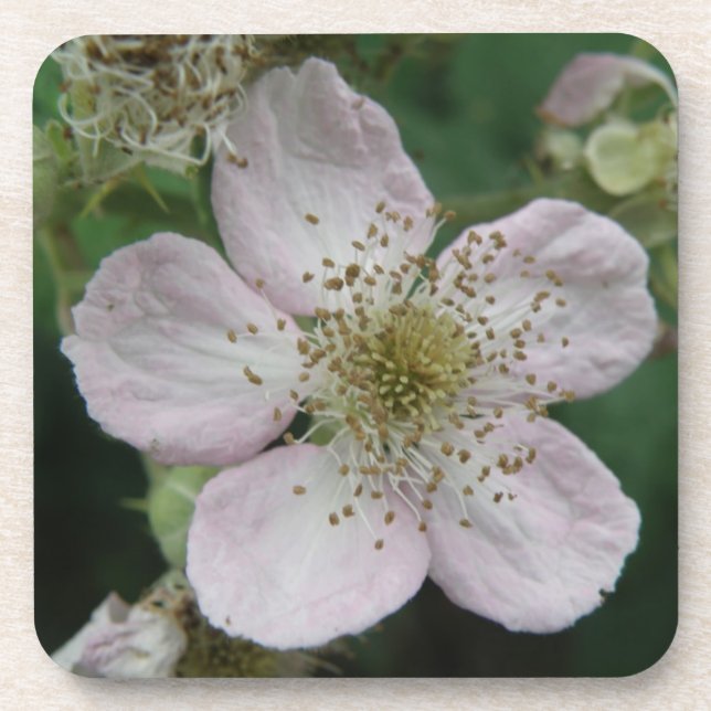 Blackberry Flower Macro Cork Coaster (Front)