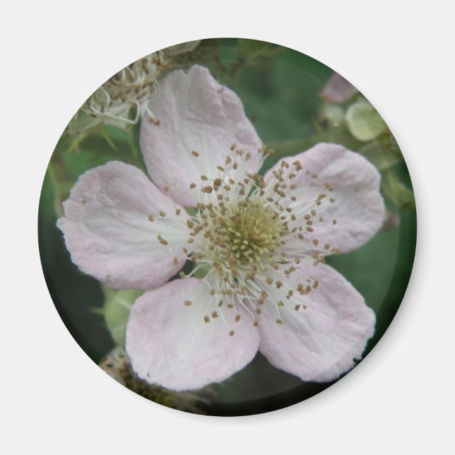 Blackberry Flower Macro Magnet (Front)