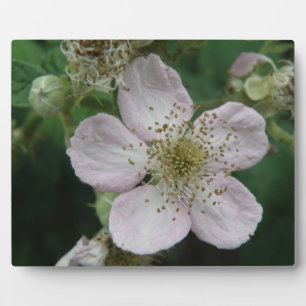 Blackberry Flower Macro Plaque