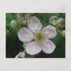 Blackberry Flower Macro Postcard