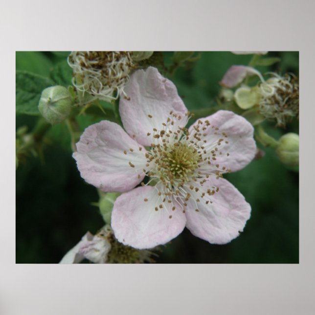Blackberry Flower Macro Poster (Front)