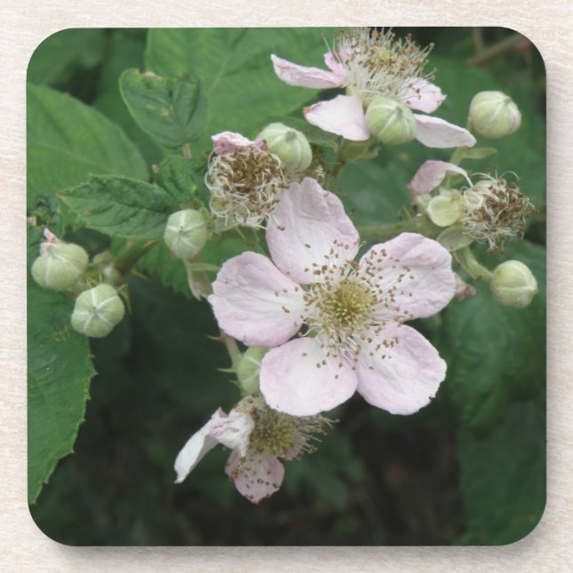 Blackberry Flowers Cork Coaster (Front)