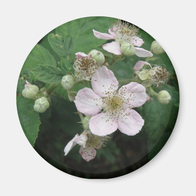 Blackberry Flowers Magnet (Front)