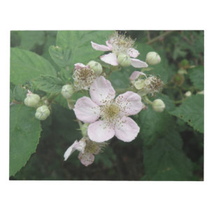 Blackberry Flowers Notepad