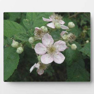 Blackberry Flowers Plaque