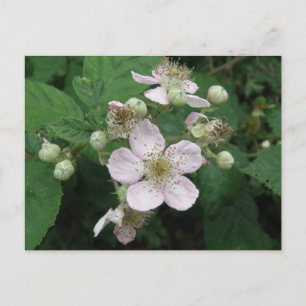 Blackberry Flowers Postcard