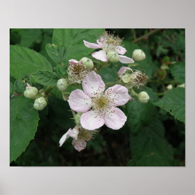 Blackberry Flowers Poster (Front)