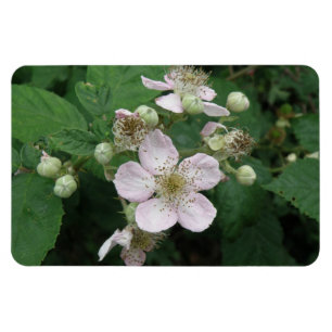 Blackberry Flowers Premium Magnet