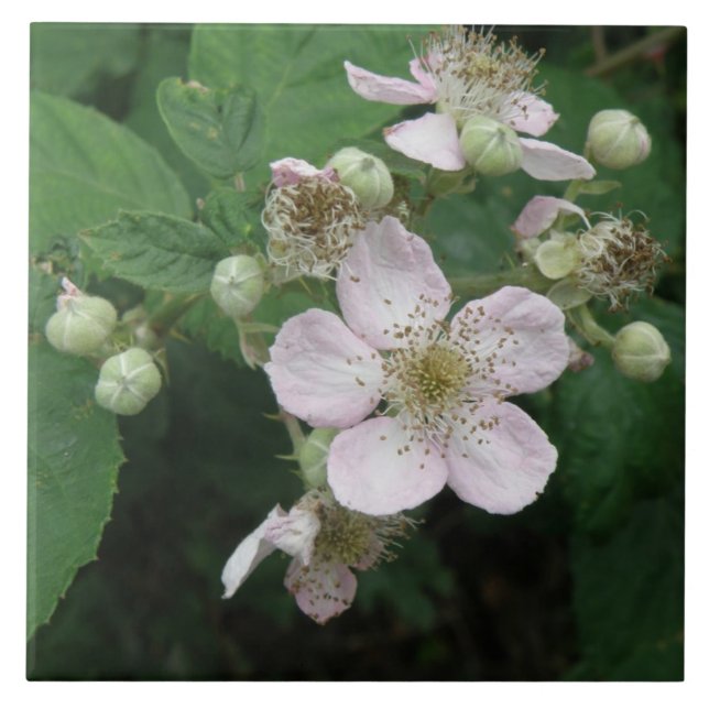 Blackberry Flowers Tile (Front)