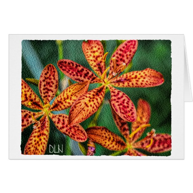 Blackberry Lily Flower/Floral  Art/ (Front Horizontal)