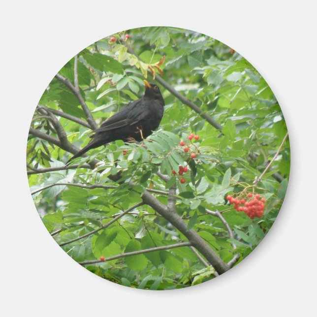 Blackbird and Berries Magnet (Front)