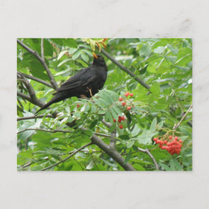 Blackbird and Berries Postcard