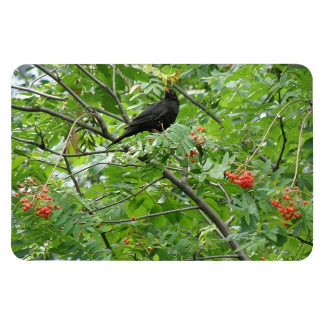 Blackbird and Berries Premium Magnet (Horizontal)
