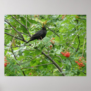 Blackbird and Berries Print