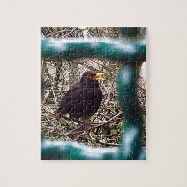 Blackbird behind bars, Animal, Birds, Black Bird Jigsaw Puzzle (Vertical)