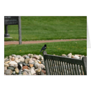 Blackbird Bench card