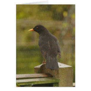 Blackbird Card