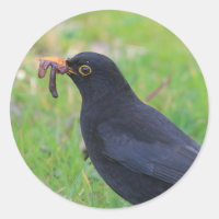 Blackbird