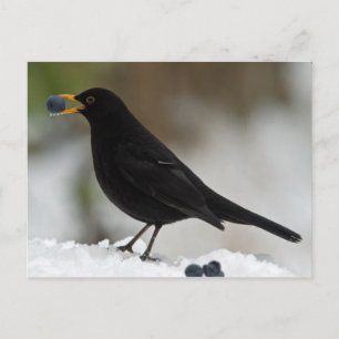Blackbird eating grapes in snow postcard