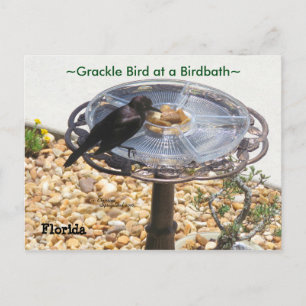 Blackbird Grackle bird Birdbath Postcard