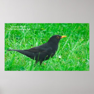 Blackbird image for poster
