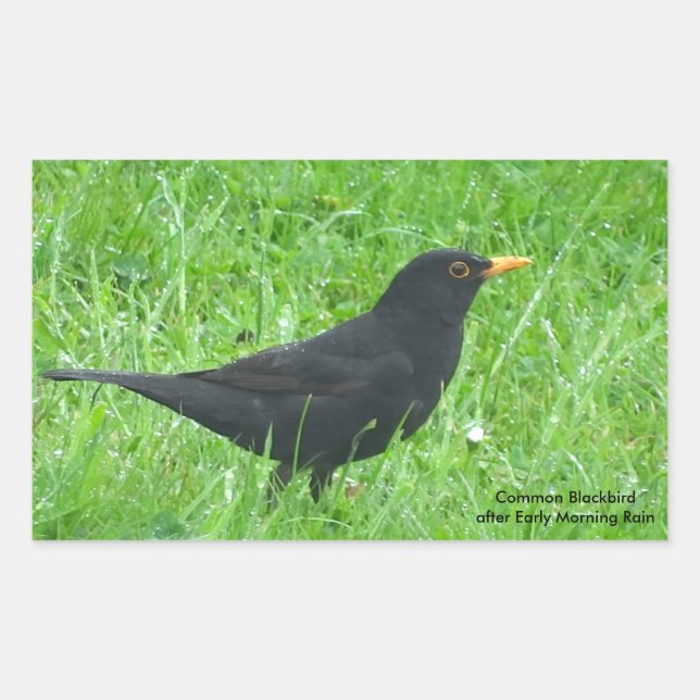 Blackbird image for Rectangle Stickers, Glossy Rectangular Sticker (Front)