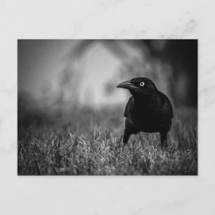 Blackbird in Grass Postcard