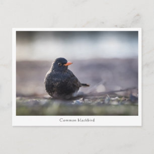 Blackbird Nature Photo Postcard