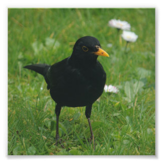Blackbird On English Lawn Photo Print