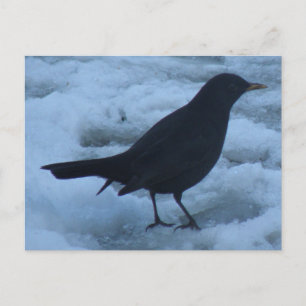 Blackbird on ice Postcard