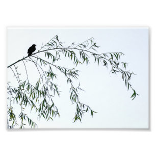 Blackbird On Willow Photo Print