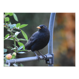 Blackbird  photo print