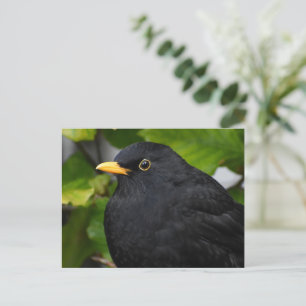 Blackbird  postcard