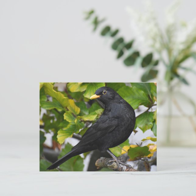 Blackbird  postcard (Standing Front)