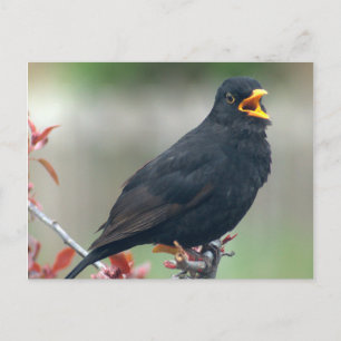 Blackbird sitting in a tree postcard