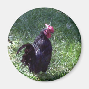 Blackbird the Rooster Magnet