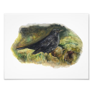 Blackbird Watercolour print by Marie Anne Art
