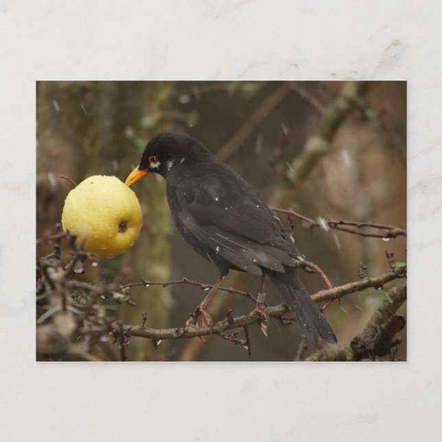 Blackbird with apple Poscard Postcard (Front)
