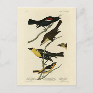 Blackbirds and Oriole, Audubon's Birds of America Postcard