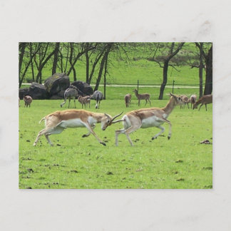 Blackbuck Antelope Postcard