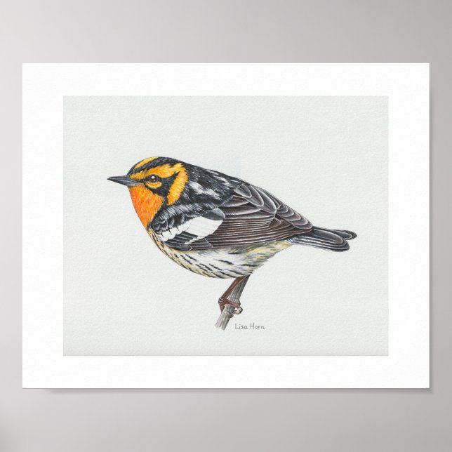 Blackburnian Warbler Art Print (Front)