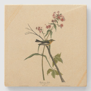 Blackburnian Warbler - Audubon's Birds of America Stone Coaster