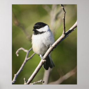 Blackcapped Chickadee Poster