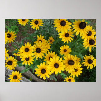 Blacked Eyed Susan Poster/Print Bordered Poster