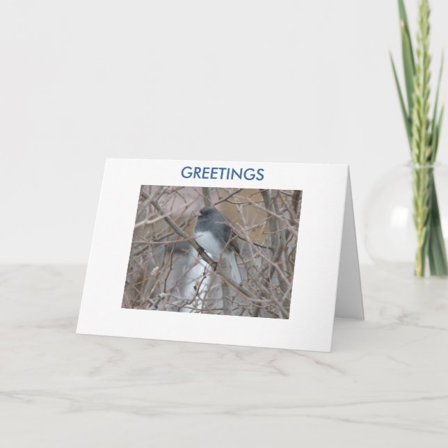 Blackeyed Junco,GREETINGS ,Thinking of You Card (Front)