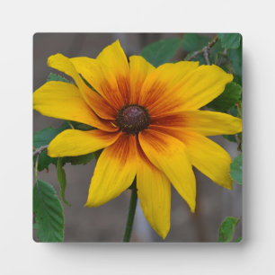 Blackeyed Susan Plaque