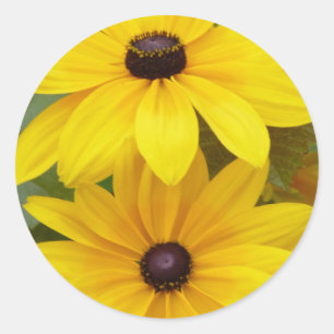 Blackeyed Susan Rudbeckia hirta f. homochroma Classic Round Sticker